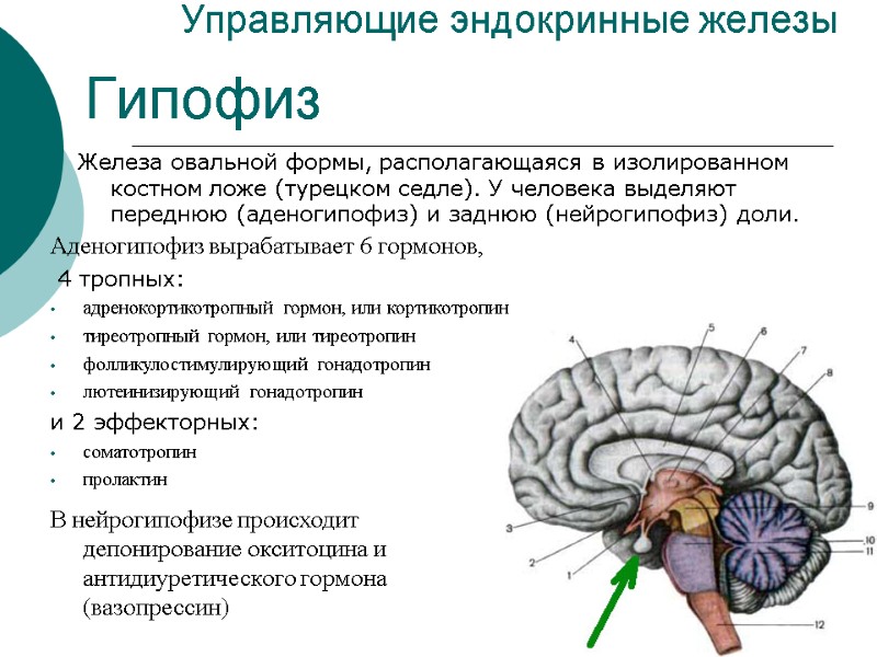 Управляющие эндокринные железы Железа овальной формы, располагающаяся в изолированном костном ложе (турецком седле). У